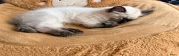 Ragdoll cats for sale:  Last one looking forever home, ready to go now  - Advert 19