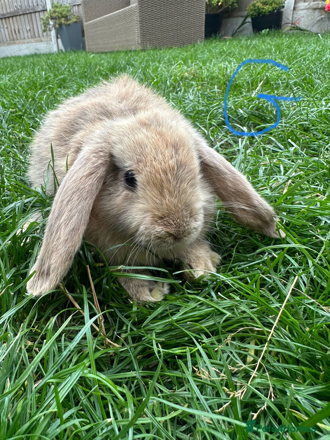 Mini Lop rabbits for sale: Mini Lop Male and Female Rabbits For Sale  - Image 25