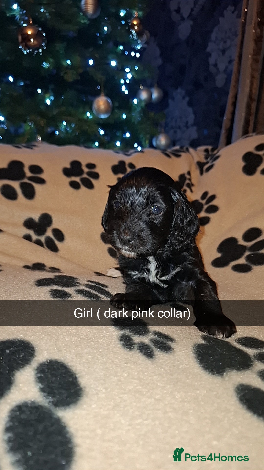 Cockapoo dogs for sale: F2 cockapoo puppies   - Advert 5