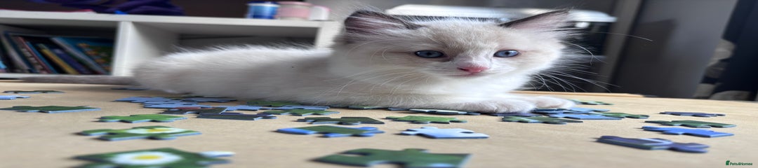 Ragdoll blue bicolour 