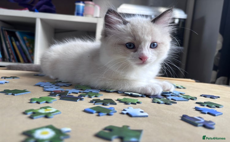 Ragdoll cats - Advert 1