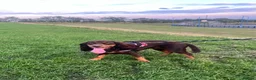 Cocker Spaniel dogs for sale: cocker spaniel for rehome in Ferryhill - Advert 6
