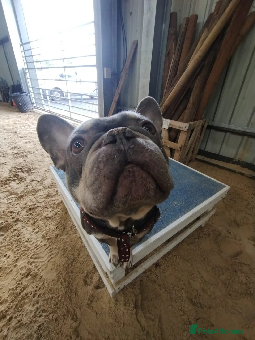French Bulldog dogs for adoption: Mash  - Advert 2