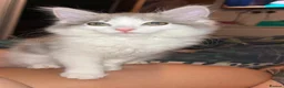Ragdoll cats for sale: Beautiful unique female Ragdoll cross  - Advert 7