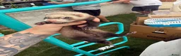 Ferret rodents for sale: Stunning Ferret. Kits  - Advert 15