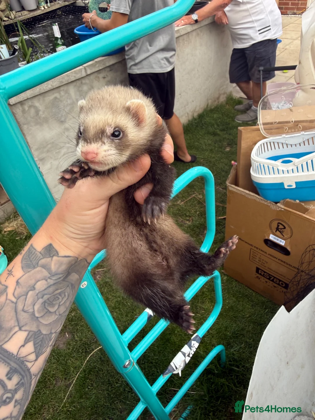 Ferret rodents for sale: Stunning Ferret. Kits  - Advert 15