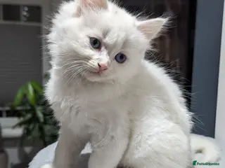 Ragdoll cats Ragdoll kittens - Advert 2