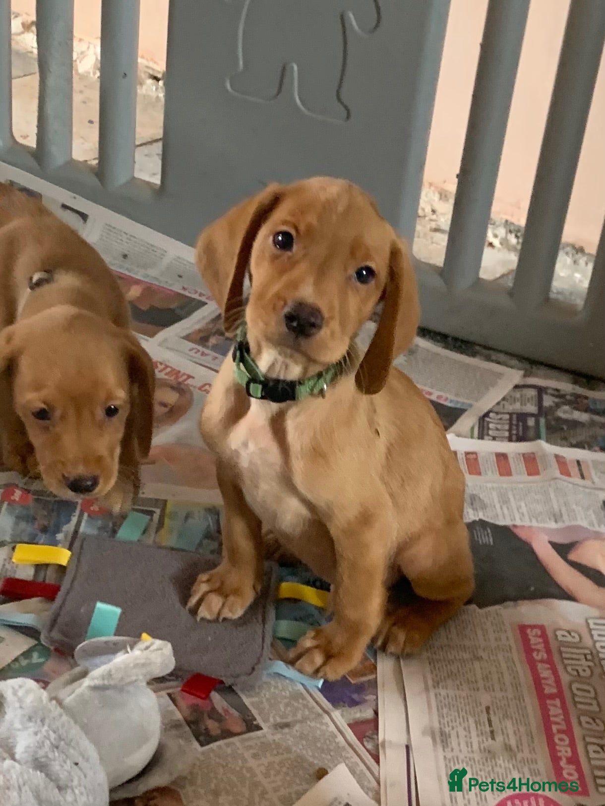Cockerdor dogs Fox red Cockerdor pups 🐶 - Advert 11