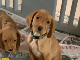 Cockerdor dogs Fox red Cockerdor pups 🐶 - Advert 11