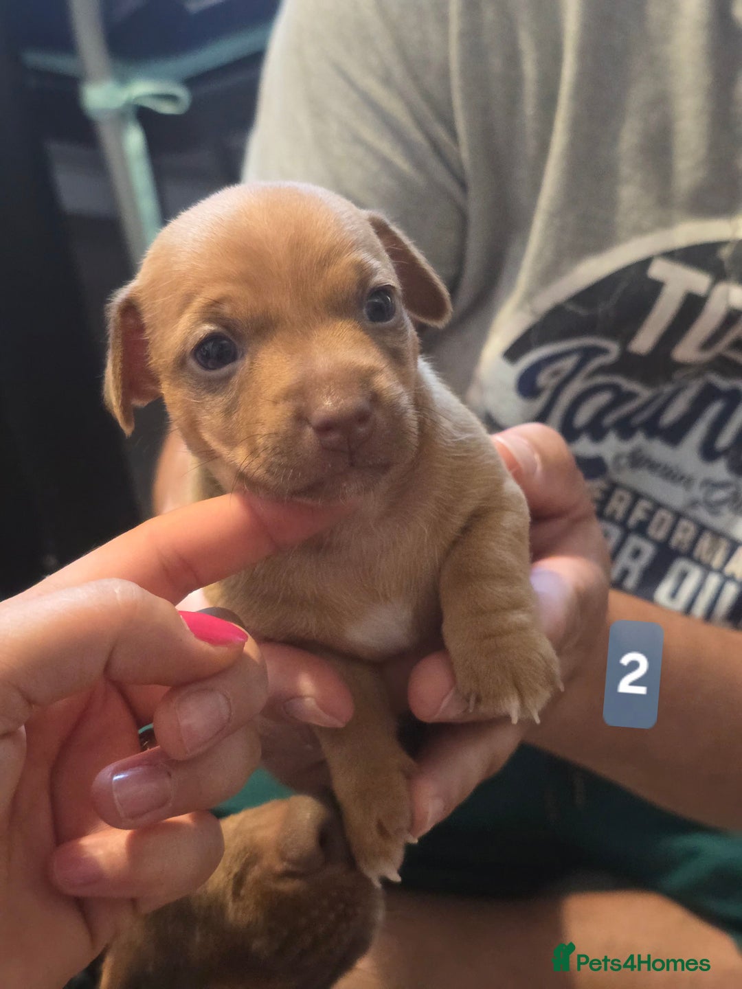 Jack Russell dogs for sale: Jack Russell puppy  - Image 8