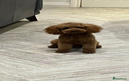 Cavapoo dogs for sale: Merlesque 5⭐️⭐️⭐️⭐️⭐️F1b Cavapoo’s  - Image 10