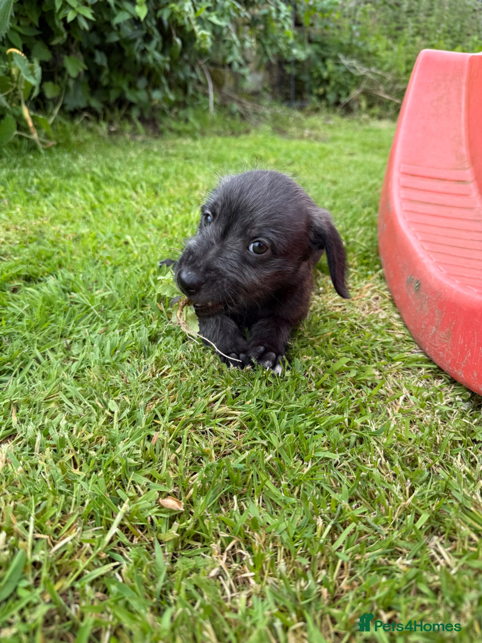 Mixed Breed dogs First Cross Bedlington Whippets - Advert 2