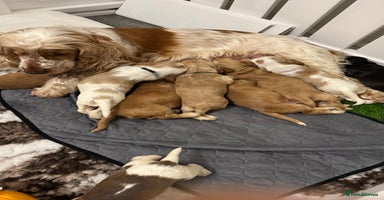 Cocker Spaniel dogs KC show type cocker spaniels  - Advert 11