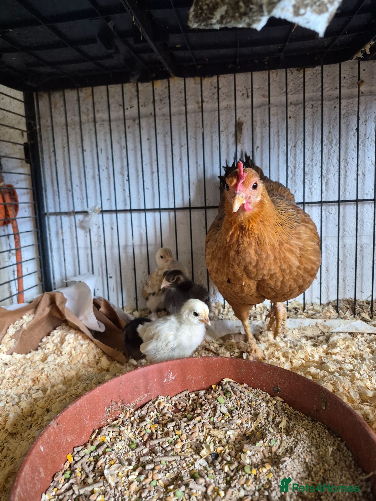 Chickens poultry Hen and 4 chicks for sale - Advert 1