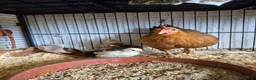 Chickens poultry for sale: Hen and 4 chicks for sale - Advert 1
