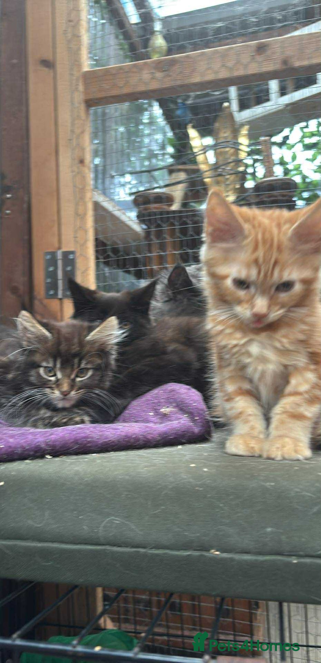 Maine Coon cats for sale: Maine coon  - Image 21