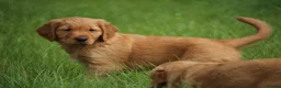 Golden Retriever dogs for sale: KC Registered Working Golden Retriever Puppies - Advert 8