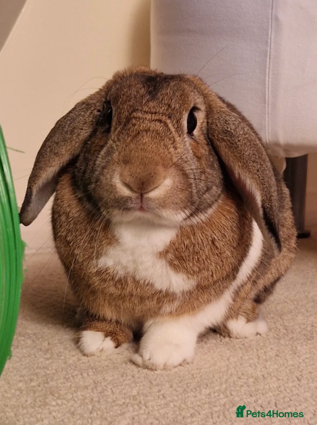 Mixed Breed rabbits for sale: Nibbles in Sutton - Advert 2