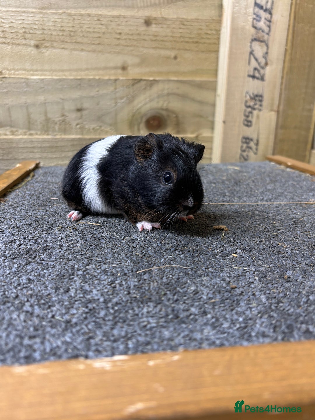 Guinea Pig rodents for sale: Pair of sows or neutered boar and sow - Advert 3