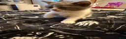 British Shorthair cats for sale: Kittens ready for a new home  - Advert 3