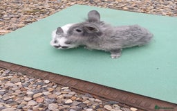 Mini Lop rabbits for sale: Beautiful Minilop Rabbit Male and female for sale - Advert 1
