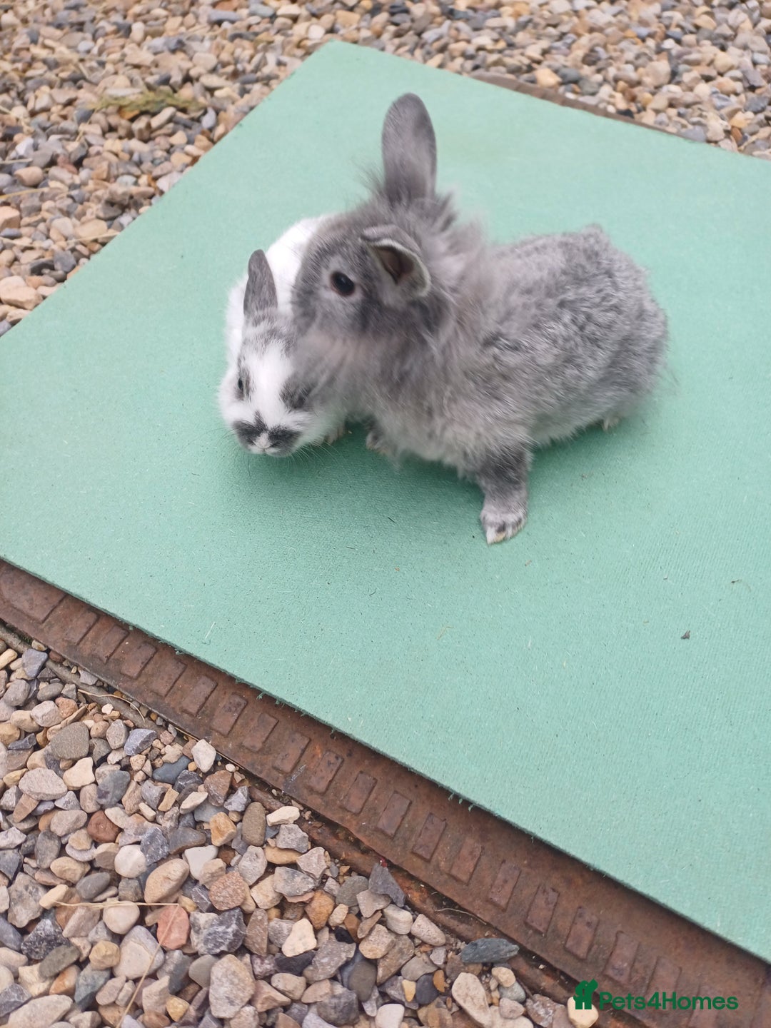 Mini Lop rabbits for sale: Beautiful Minilop Rabbit Male and female for sale - Advert 1