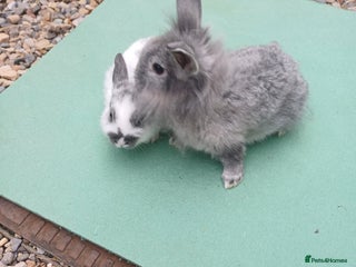 Mini Lop rabbits Beautiful Minilop Rabbit Male and female for sale - Advert 6