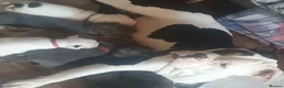 Mixed Breed dogs for sale: Beautiful Fringlish pups  - Advert 2