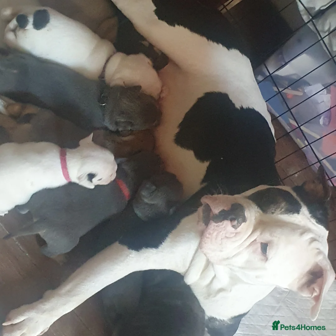 Mixed Breed dogs for sale: Beautiful Fringlish pups  - Advert 2