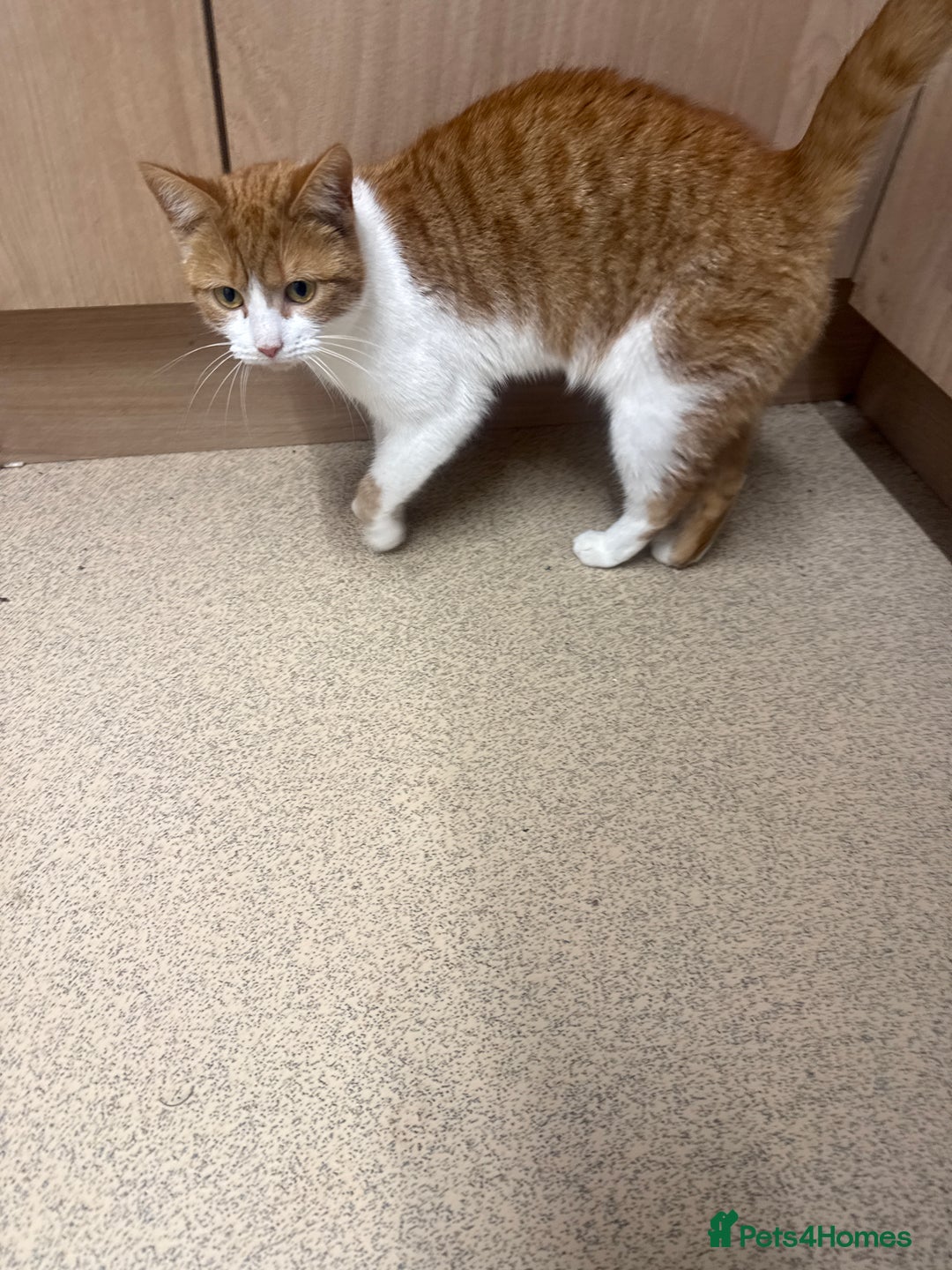 Mixed Breed cats for sale: Female unspayed cat  - Advert 2