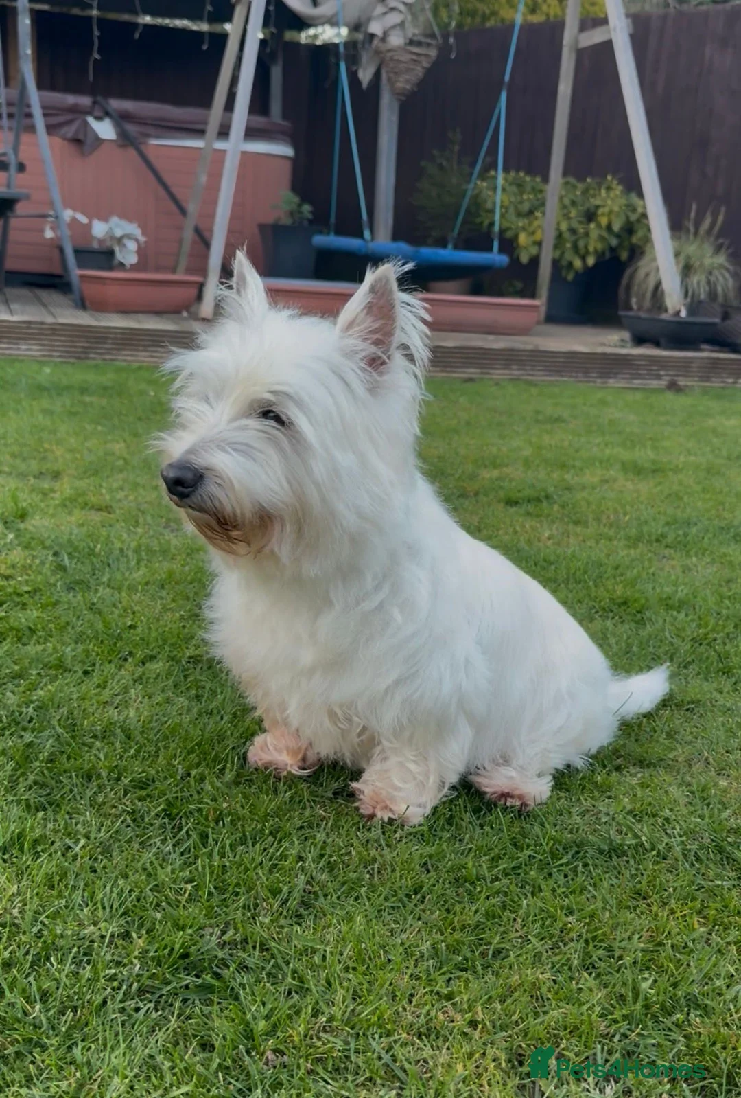 West Highland Terrier dogs for sale: West Highland terrier female in need new home - Advert 2