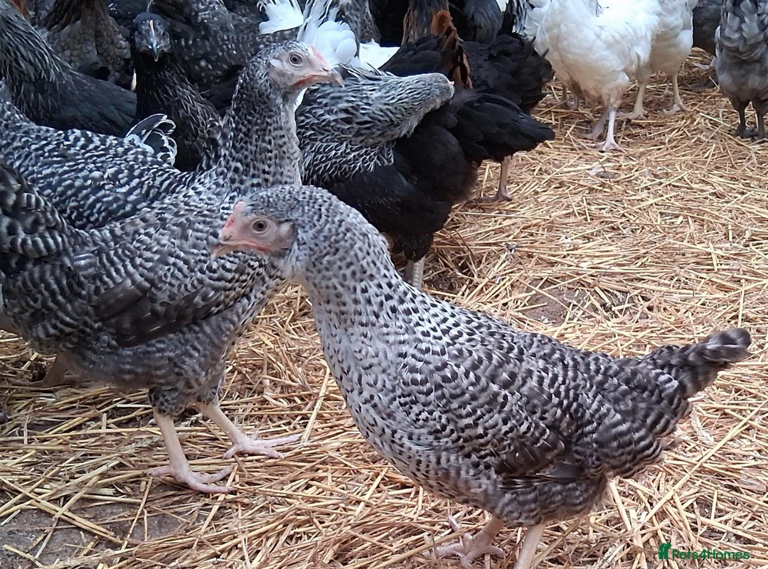 Chickens poultry for sale: Coloured hybrids pullets all female  - Advert 5