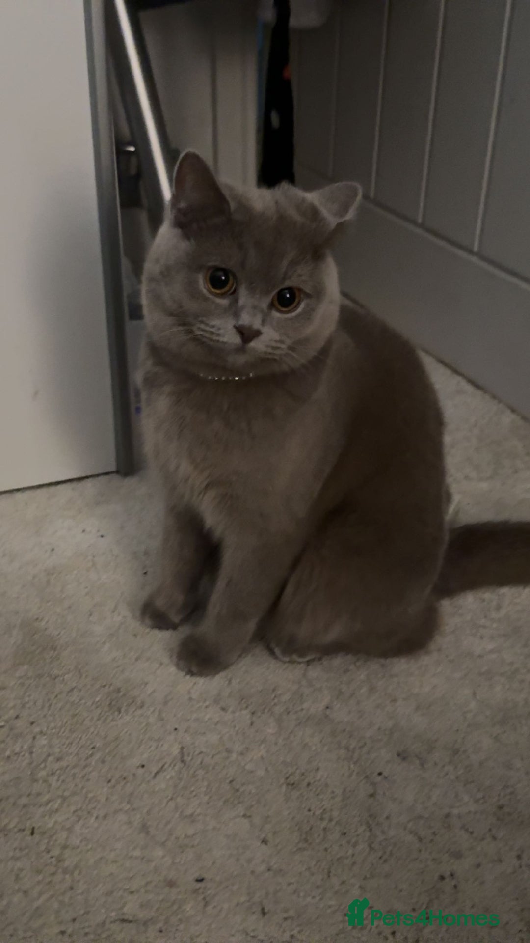 British Shorthair cats for sale: Beautiful british shorthair kittens  - Advert 1