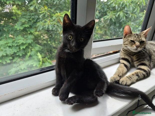 Bengal cats - Advert 1