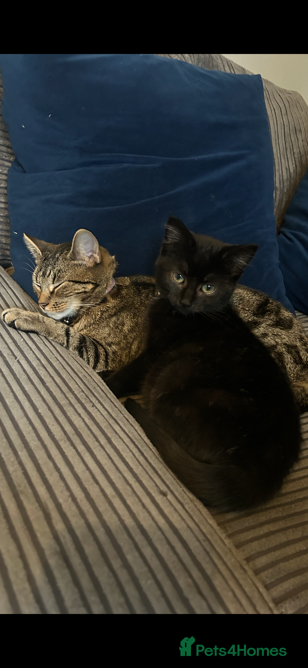 Mixed Breed cats for sale: Gorgeous Grey Kittens - Image 4