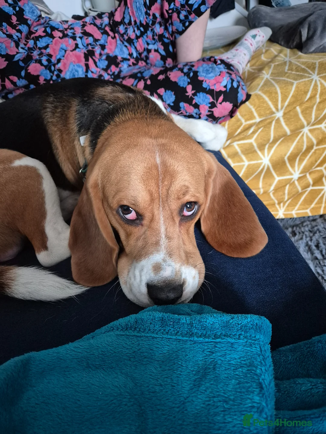 Beagle dogs for sale: Beagle for sale - Advert 2