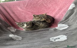 Domestic Shorthair cats for sale: Beautiful kittens for sale - Image 2