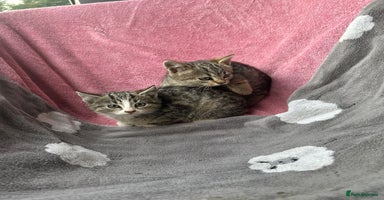 Domestic Shorthair cats - Advert 5