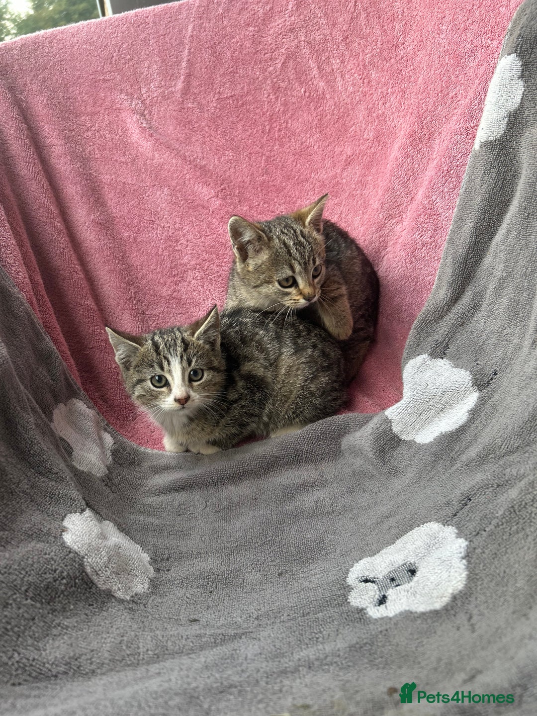 Domestic Shorthair cats for sale: Beautiful kittens for sale - Image 2