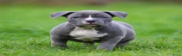 American Bully dogs for sale: READY NOW 9 beautiful ABKC pocket bullies - Advert 22