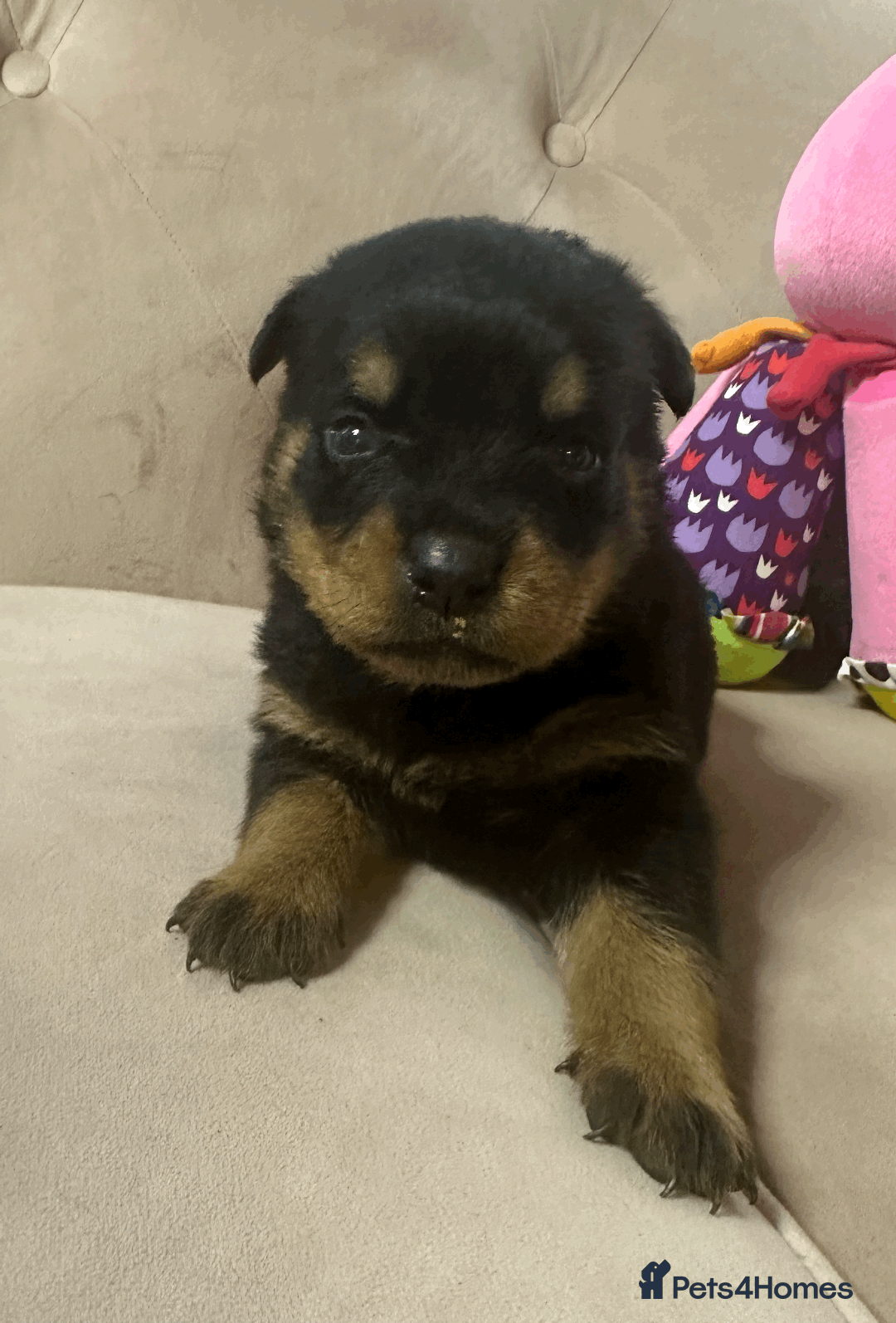 Rottweiler dogs for sale: Rottweiler Puppies - Image 3