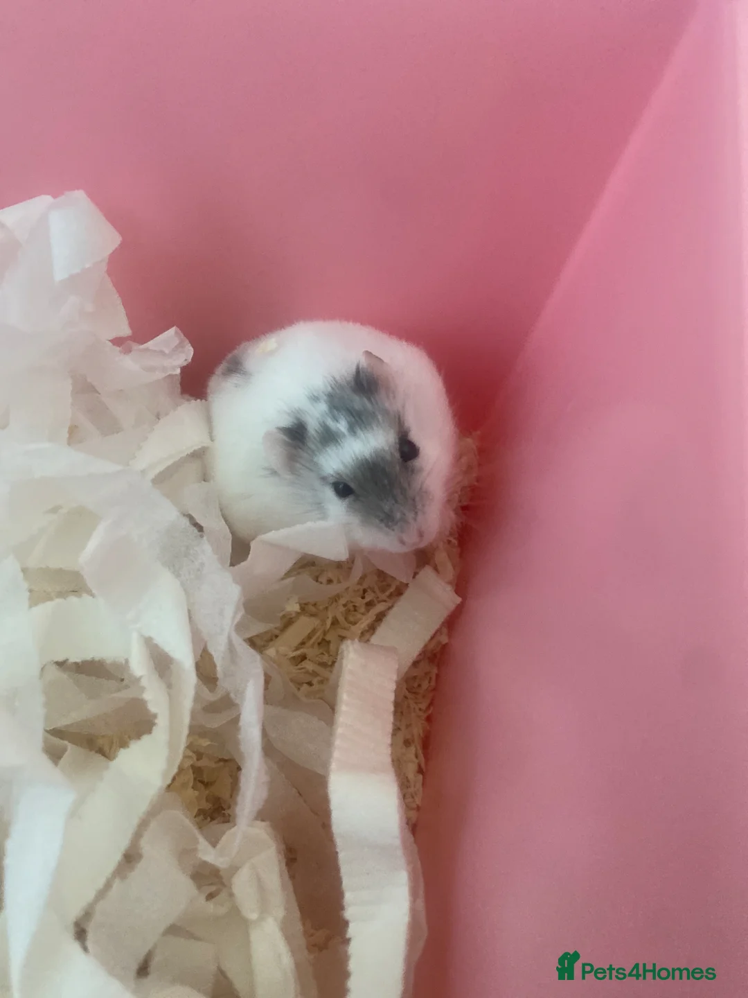 Hamster rodents for sale: Russian dwarf hamster in Slough - Advert 1