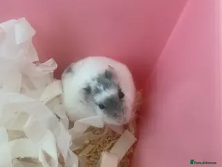 Hamster rodents Russian dwarf hamster - Advert 2