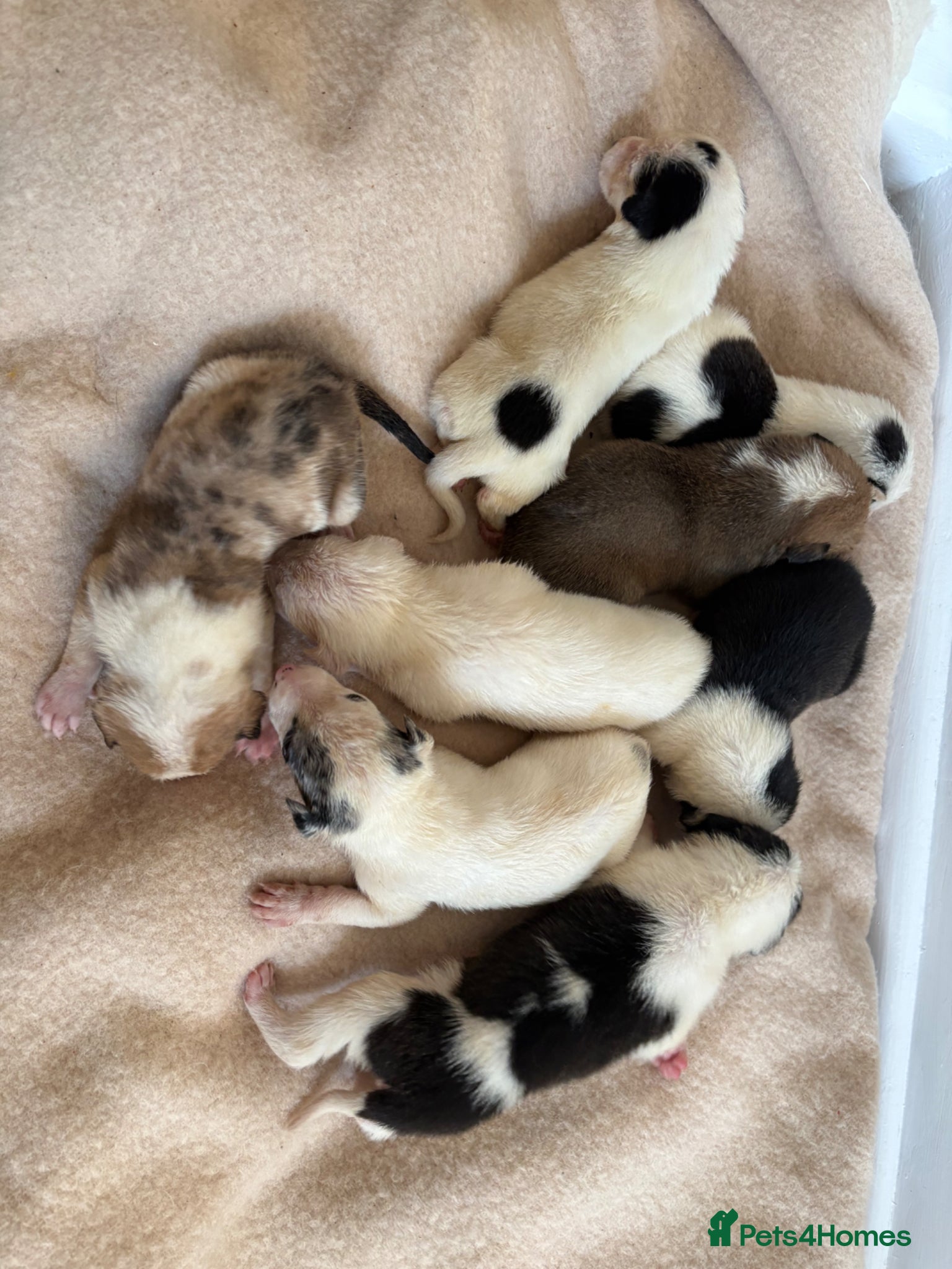 Lurcher dogs Lurcher Puppies - Advert 1