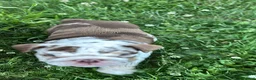 English Bulldog dogs for sale: Beautiful bulldog girl puppy  - Advert 5