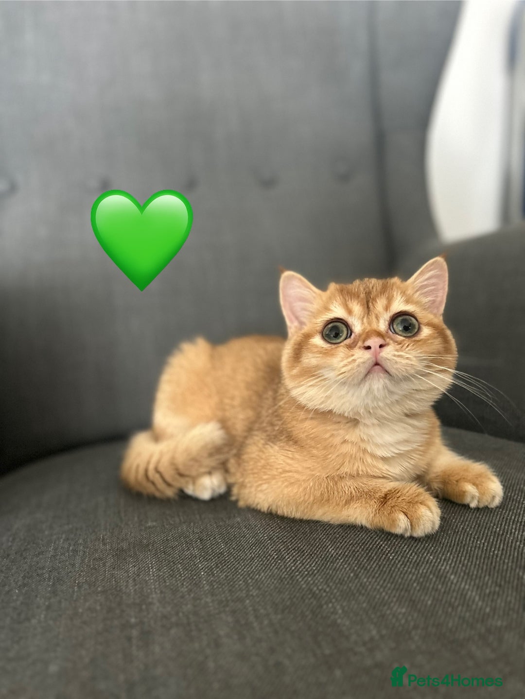 British Shorthair cats for sale: 💚❤️TICA British Shorthair 2 Kittens - Image 5