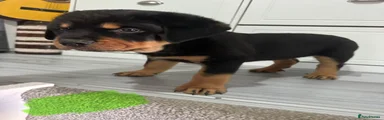 Rottweiler Puppy 2