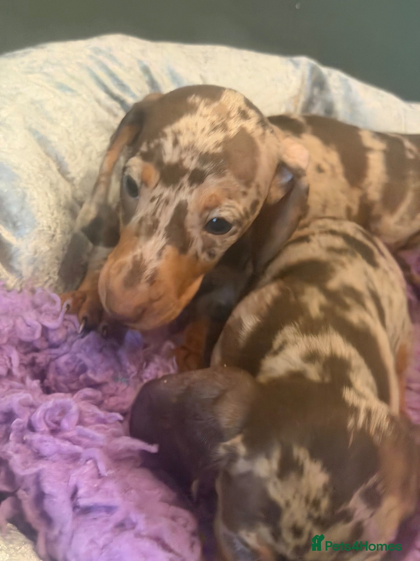 Miniature Dachshund dogs MINIATURE DACHSHUND PUPS - Advert 2
