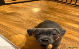 Staffordshire Bull Terrier dogs for sale: Lovely kc reg Staffordshire bull terrier puppies  - Image 5