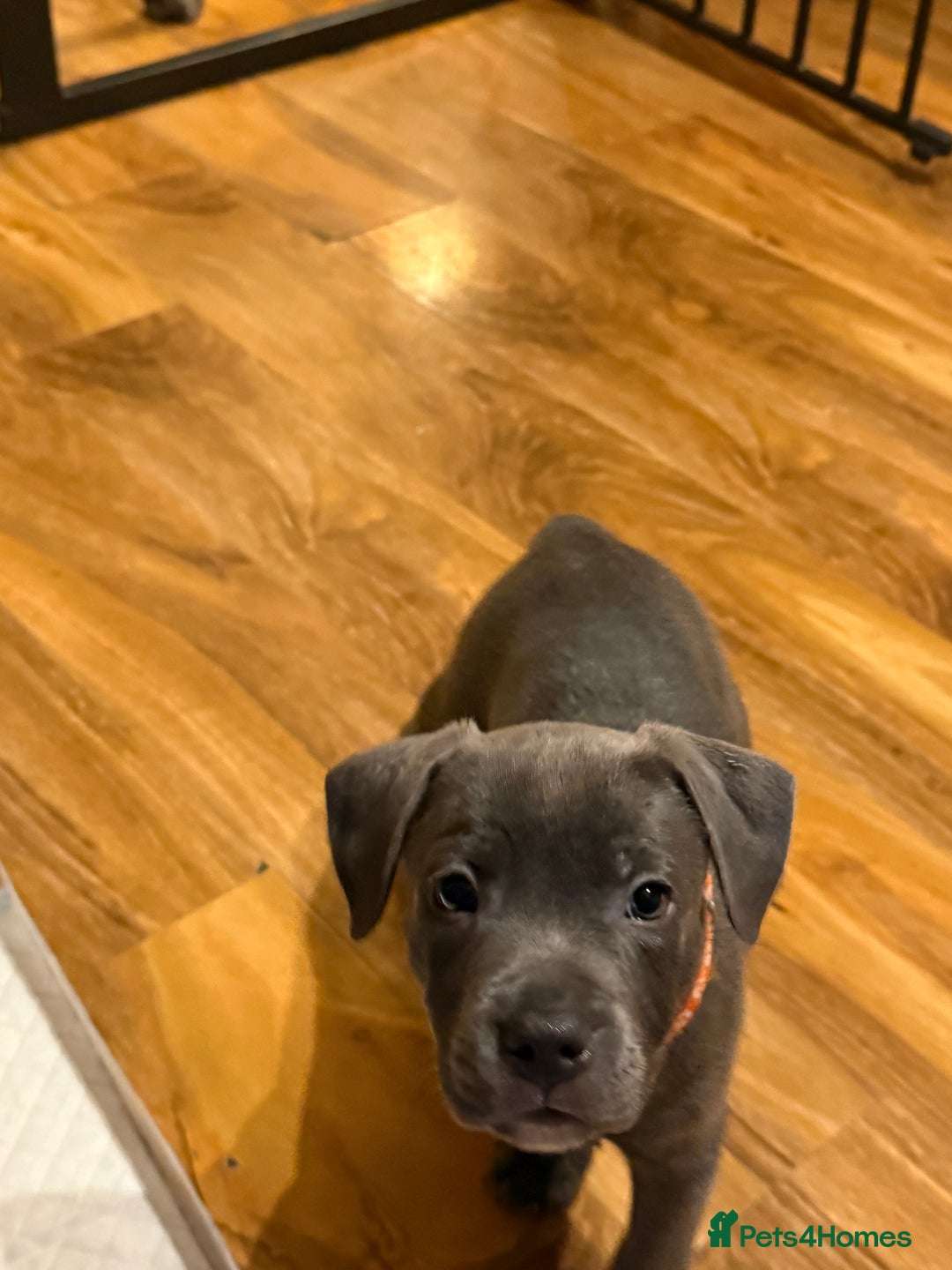 Staffordshire Bull Terrier dogs for sale: Lovely kc reg Staffordshire bull terrier puppies  - Image 5
